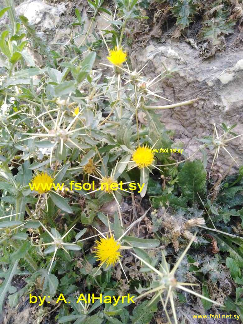 Centaurea hyalolepis Boiss.